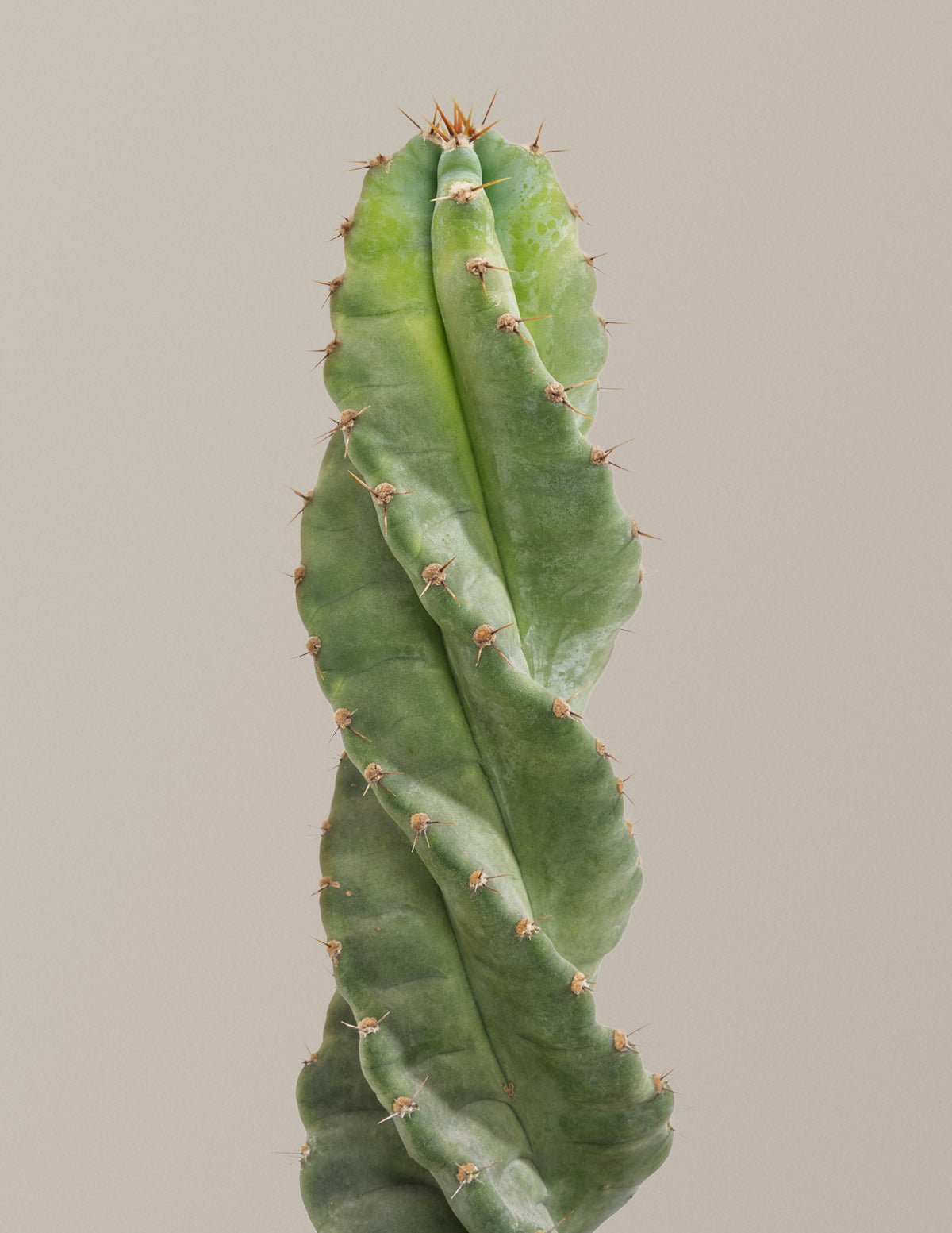 Spiral Cactus Hover