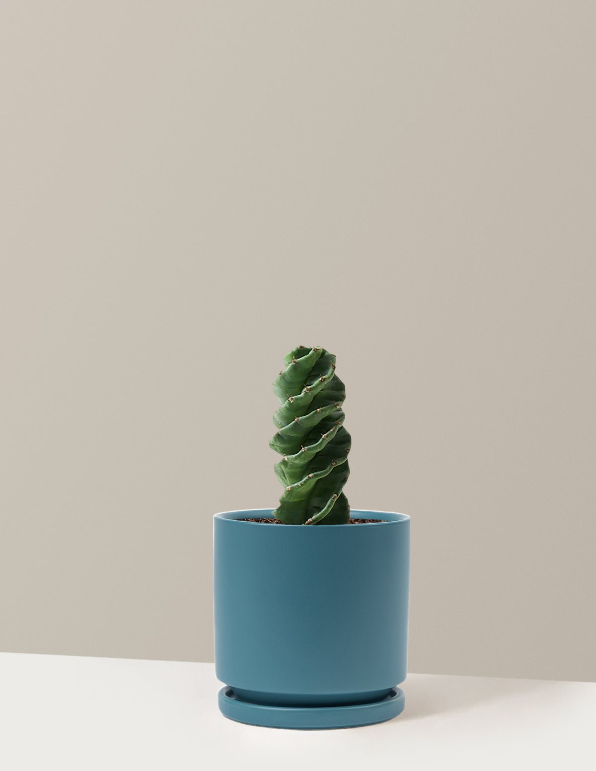 Gallery Image 9