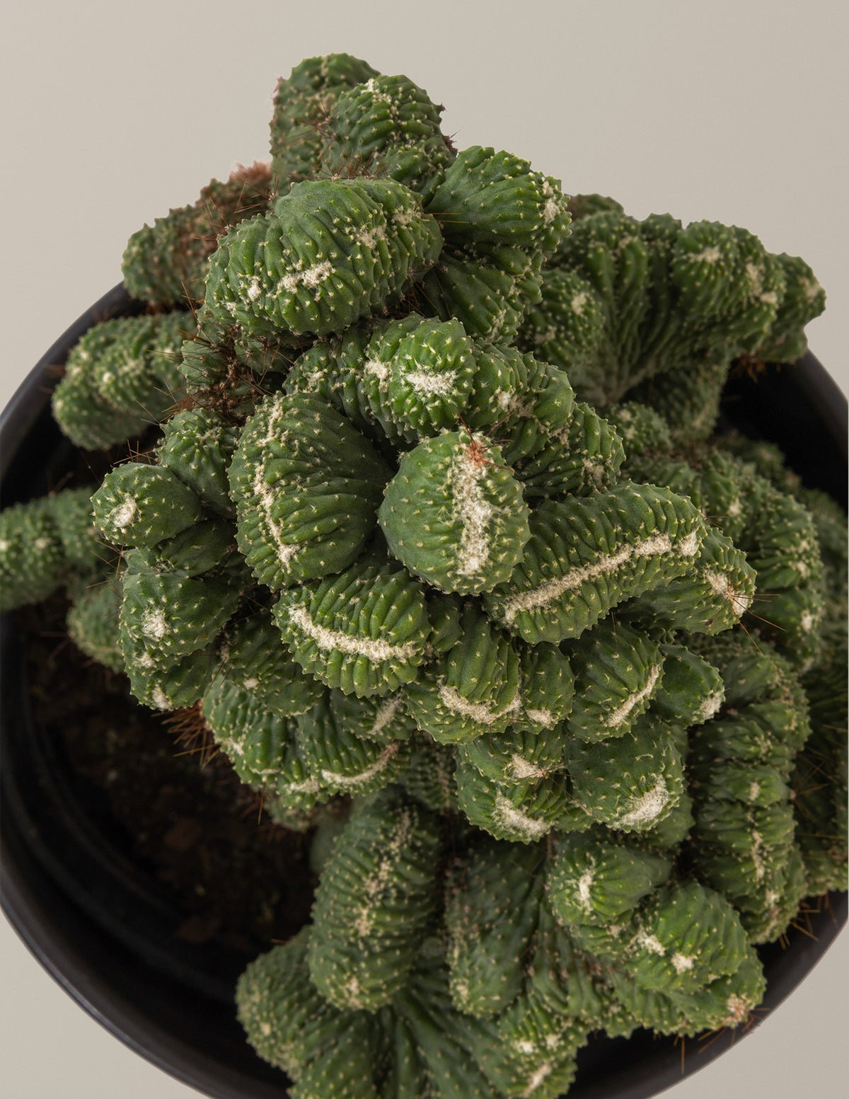 Cereus Green Coral Cactus Hover