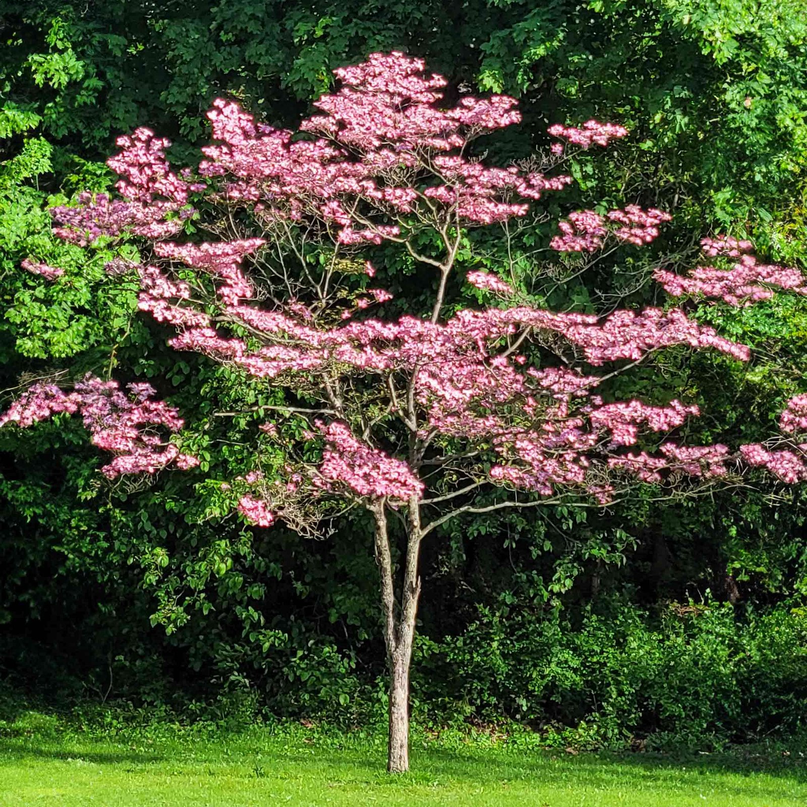 Cherokee Brave Pink Dogwood Hover