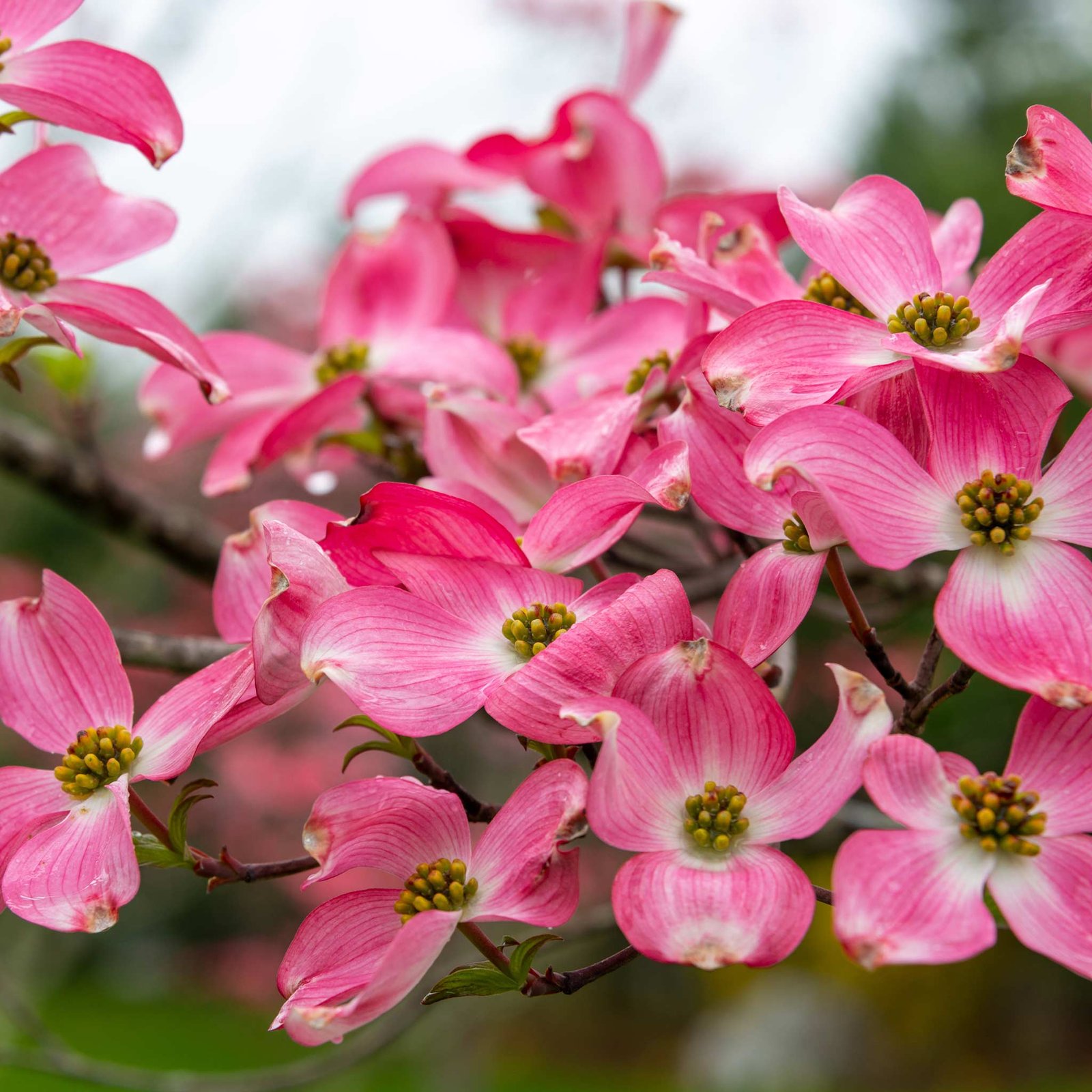 Cherokee Chief Pink Dogwood Hover