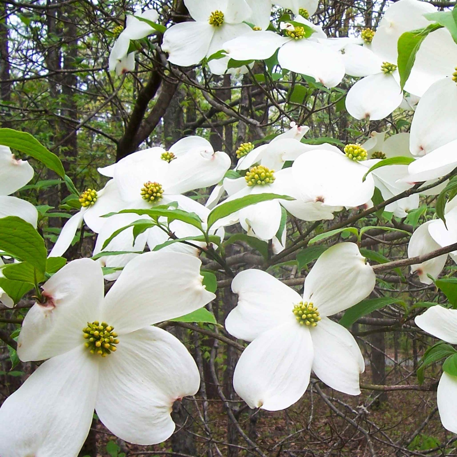 Cherokee Princess® Dogwood Tree Hover
