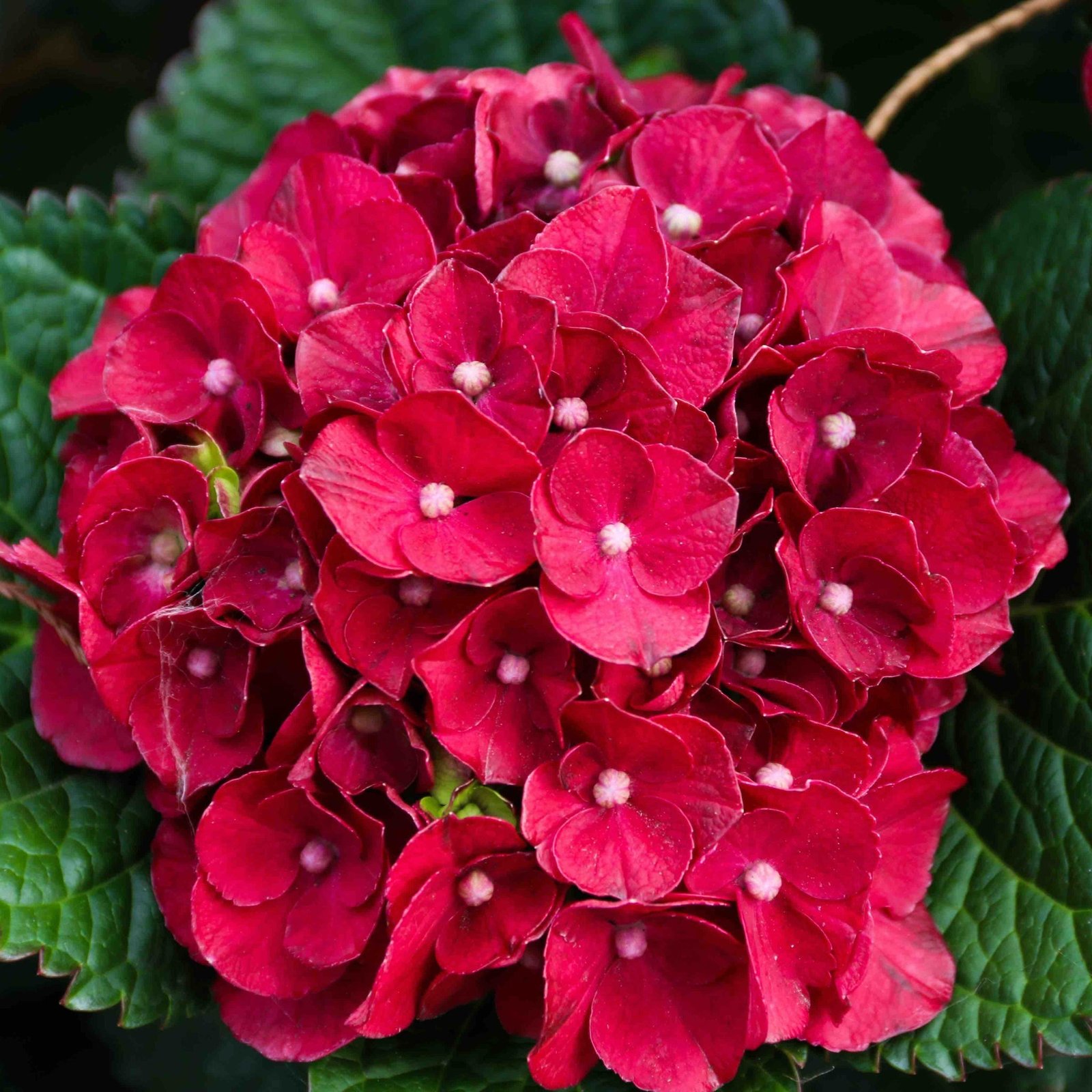 Cherry-Go-Round® Hydrangea Hover