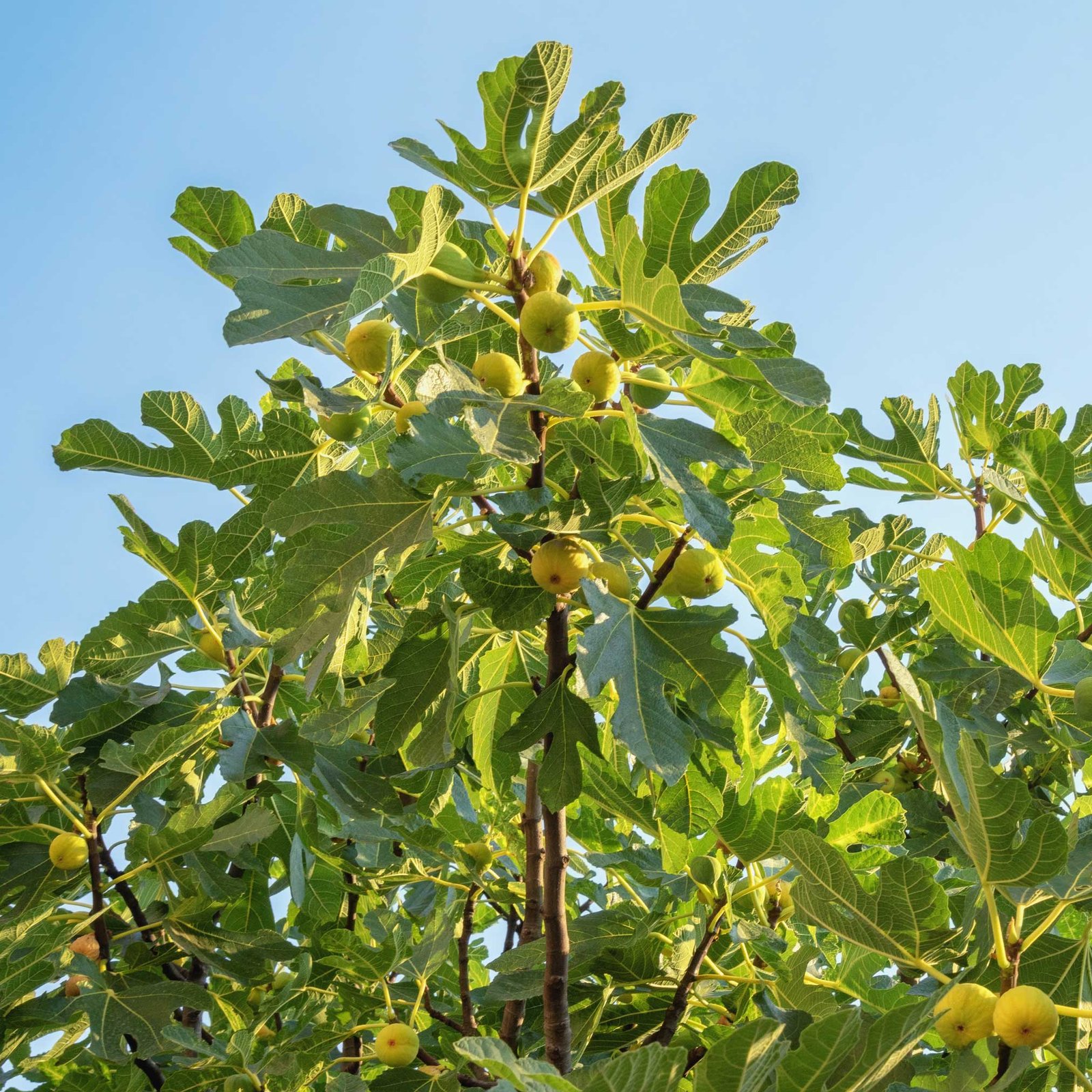 Chicago Hardy Fig Tree Hover