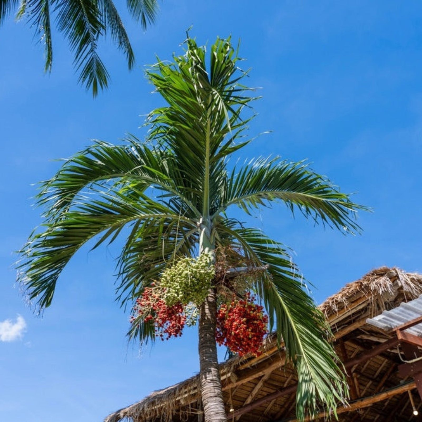 Christmas Palm Tree Hover