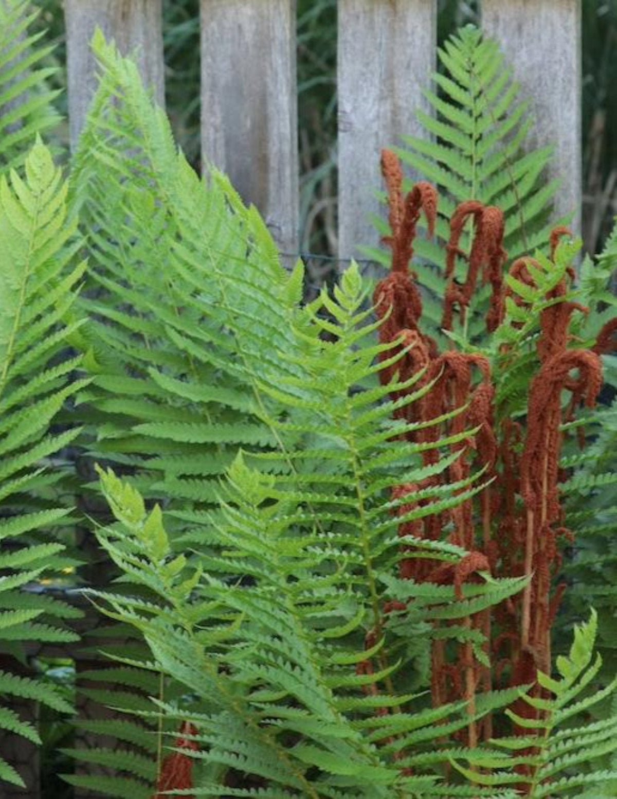 Cinnamon Fern Hover