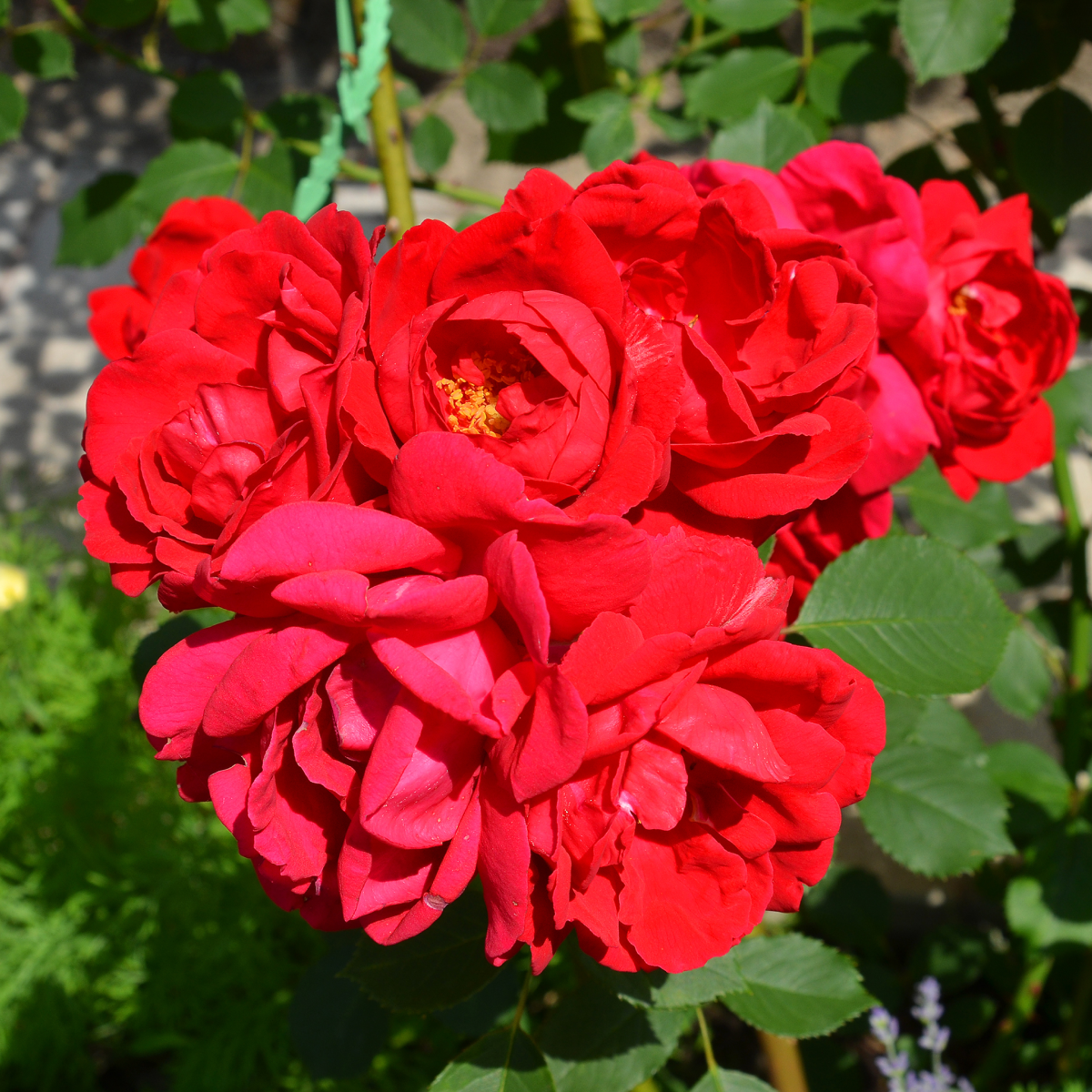 Cinnamon Hearts™ Rose Hover