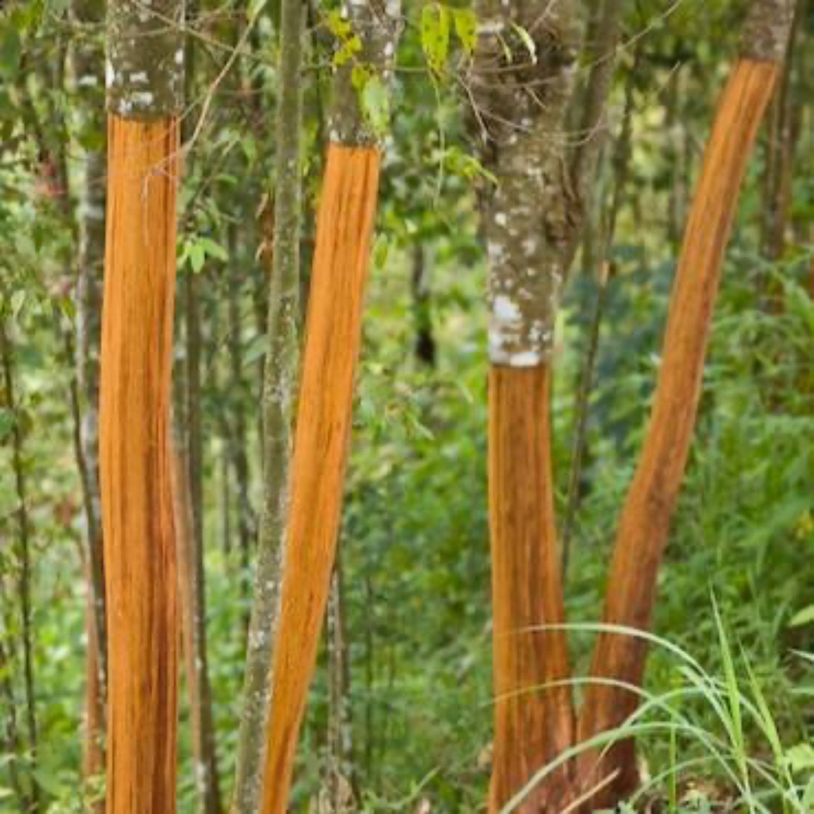 Cinnamon Tree Hover