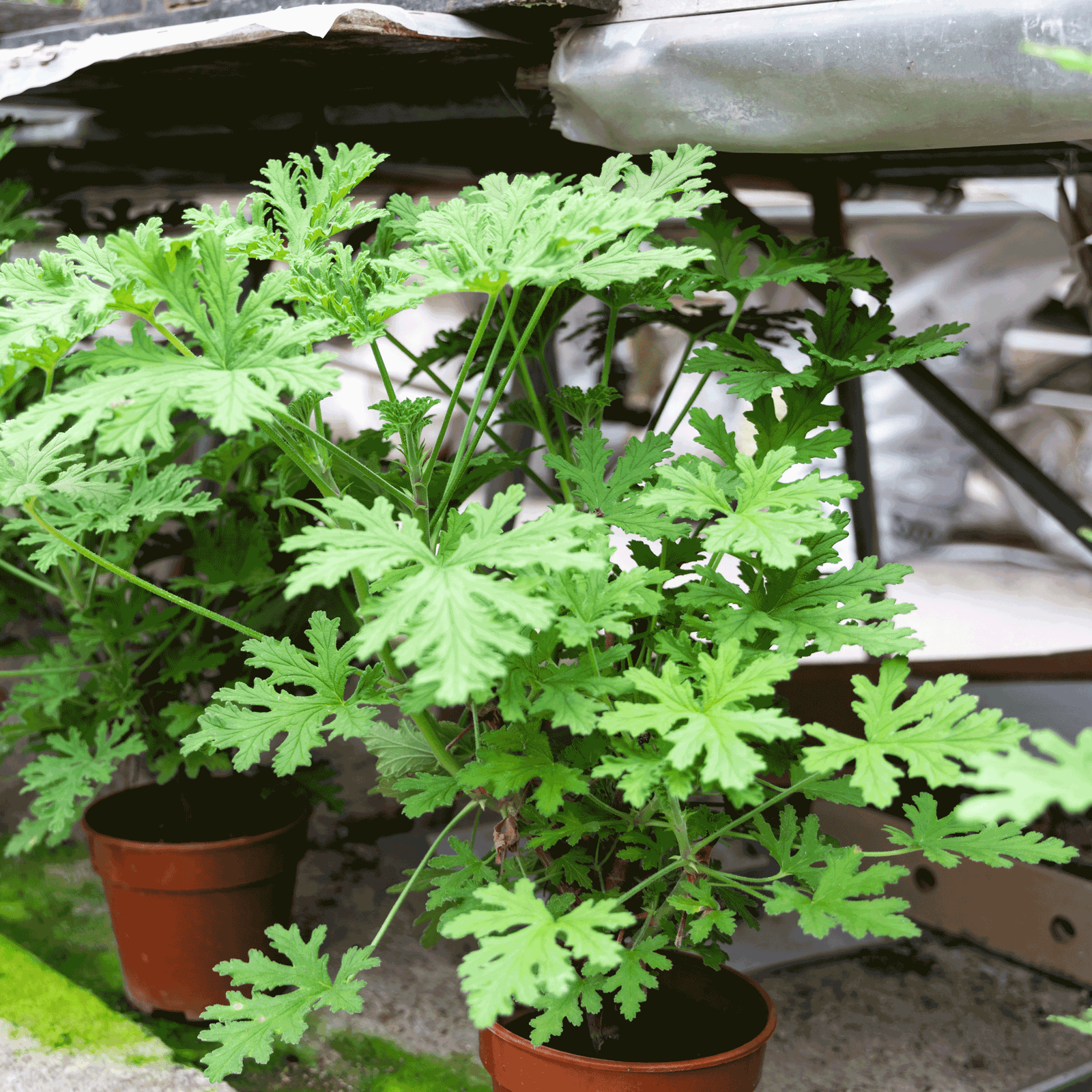 Citronella Bush Hover