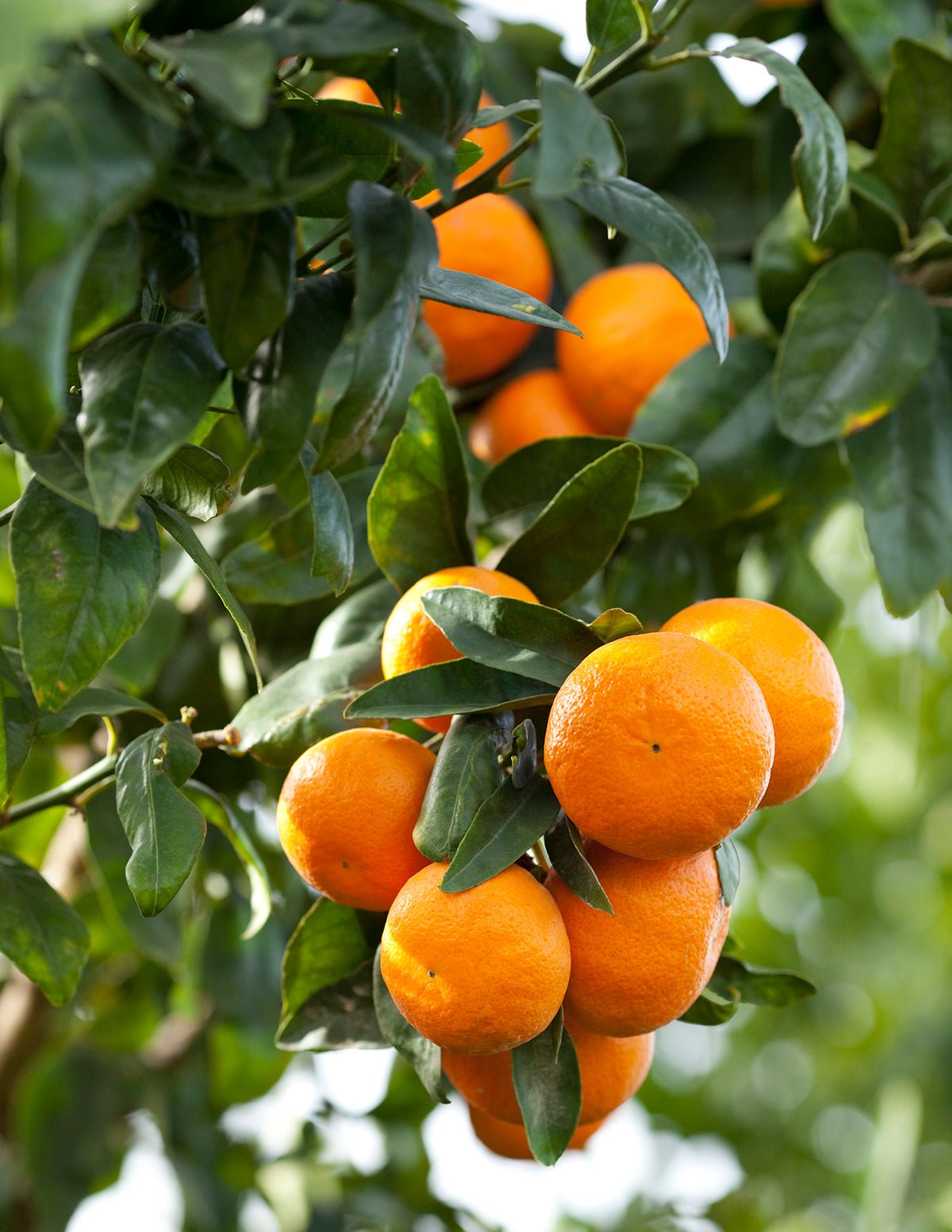Clementine Mandarin Tree Hover