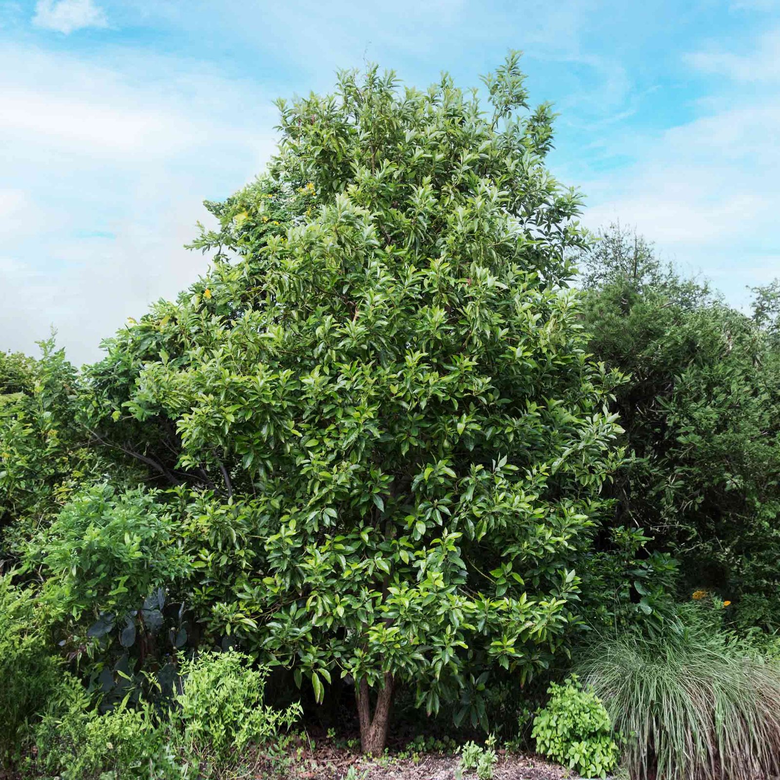 Cold Hardy Avocado Tree Hover