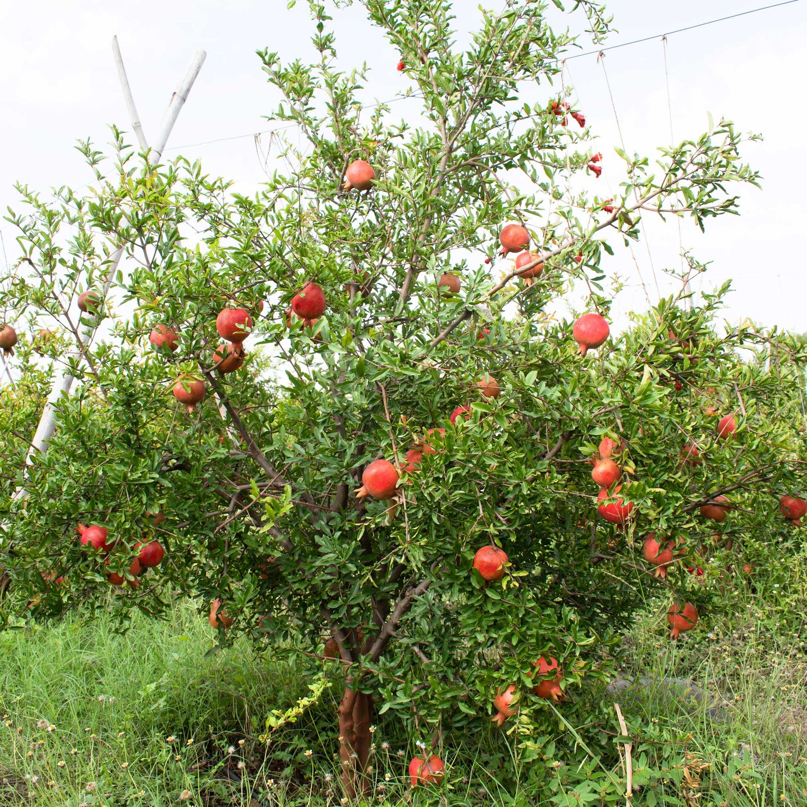Cold Hardy Red Pomegranate Hover