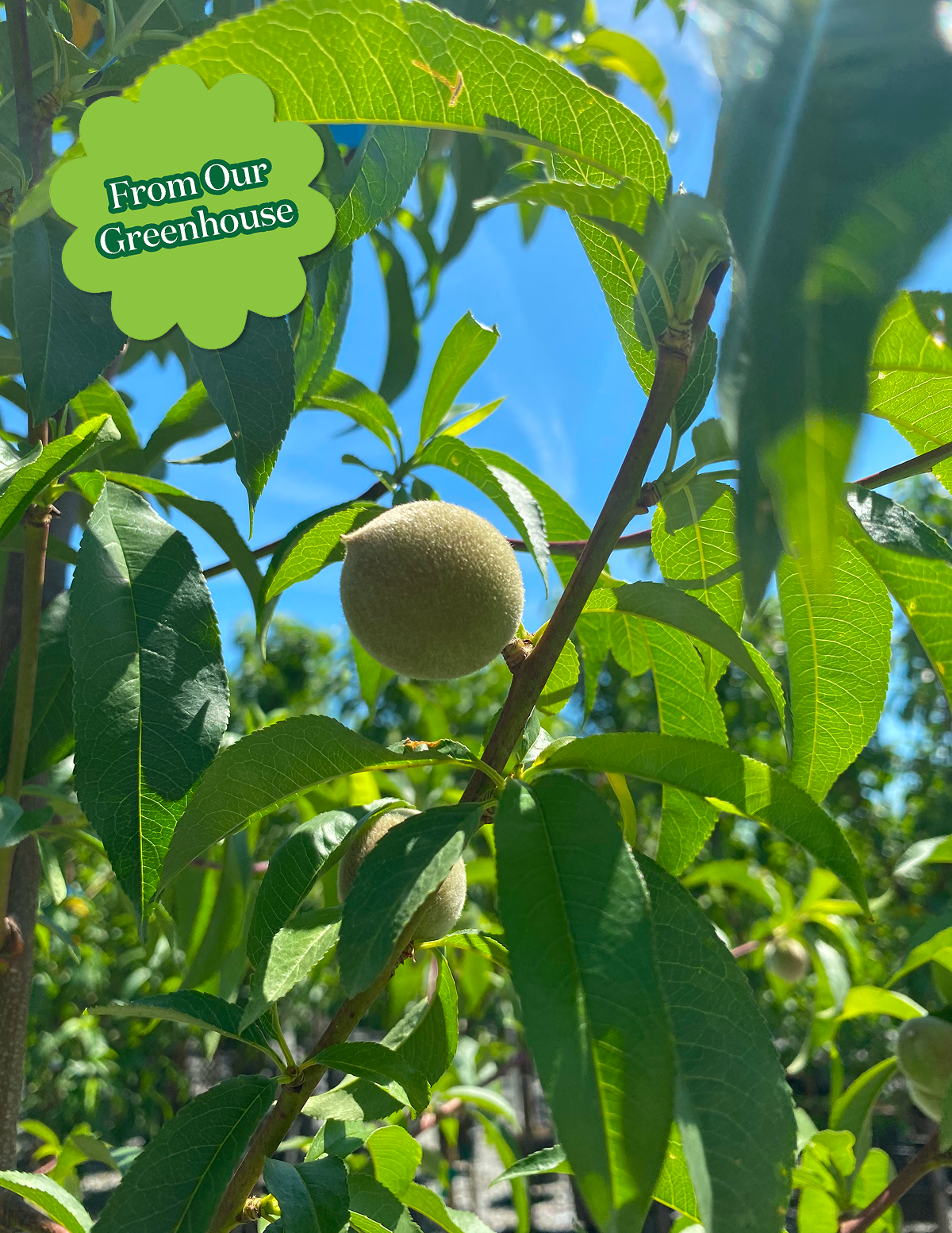 Contender Peach Hover
