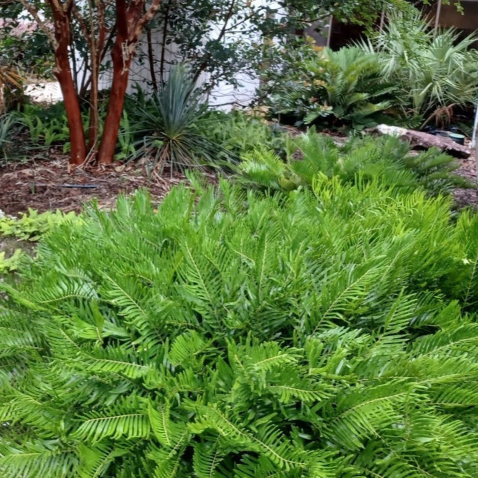 Coontie Palm Hover