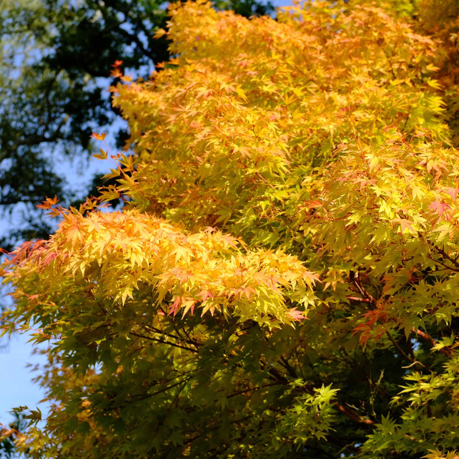 Coral Bark Japanese Maple Tree Hover