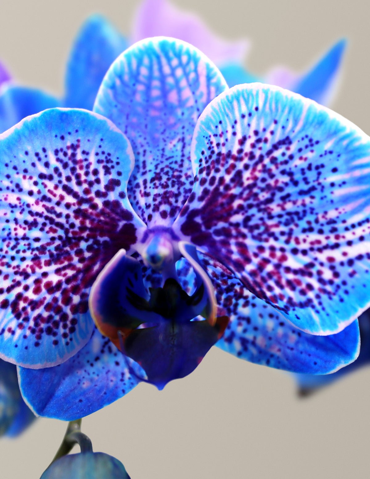 Hover Image