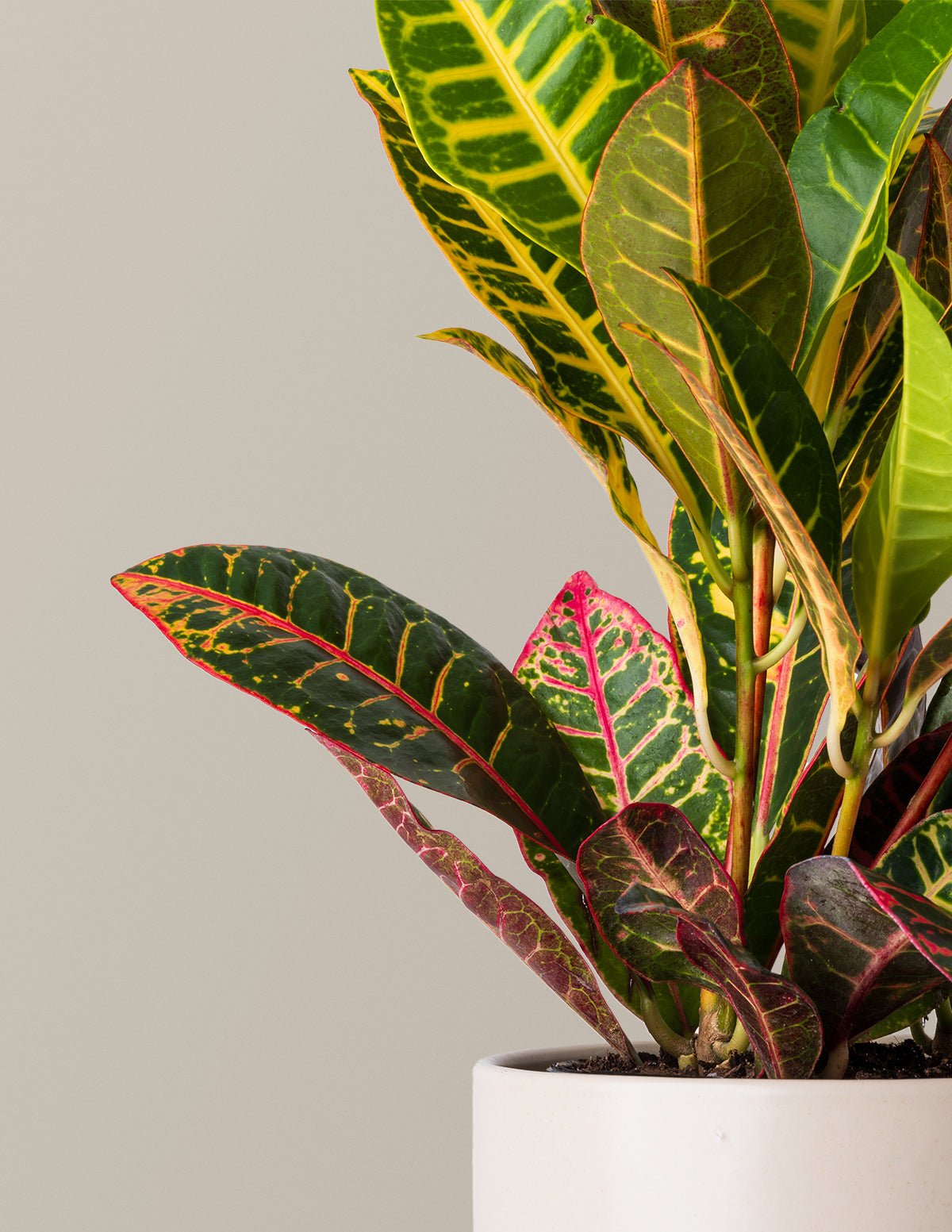 Croton Petra Hover
