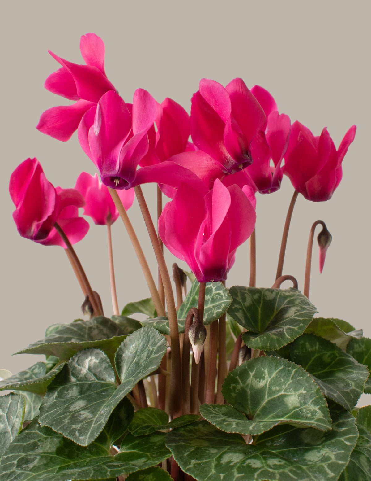 Cyclamen Hover