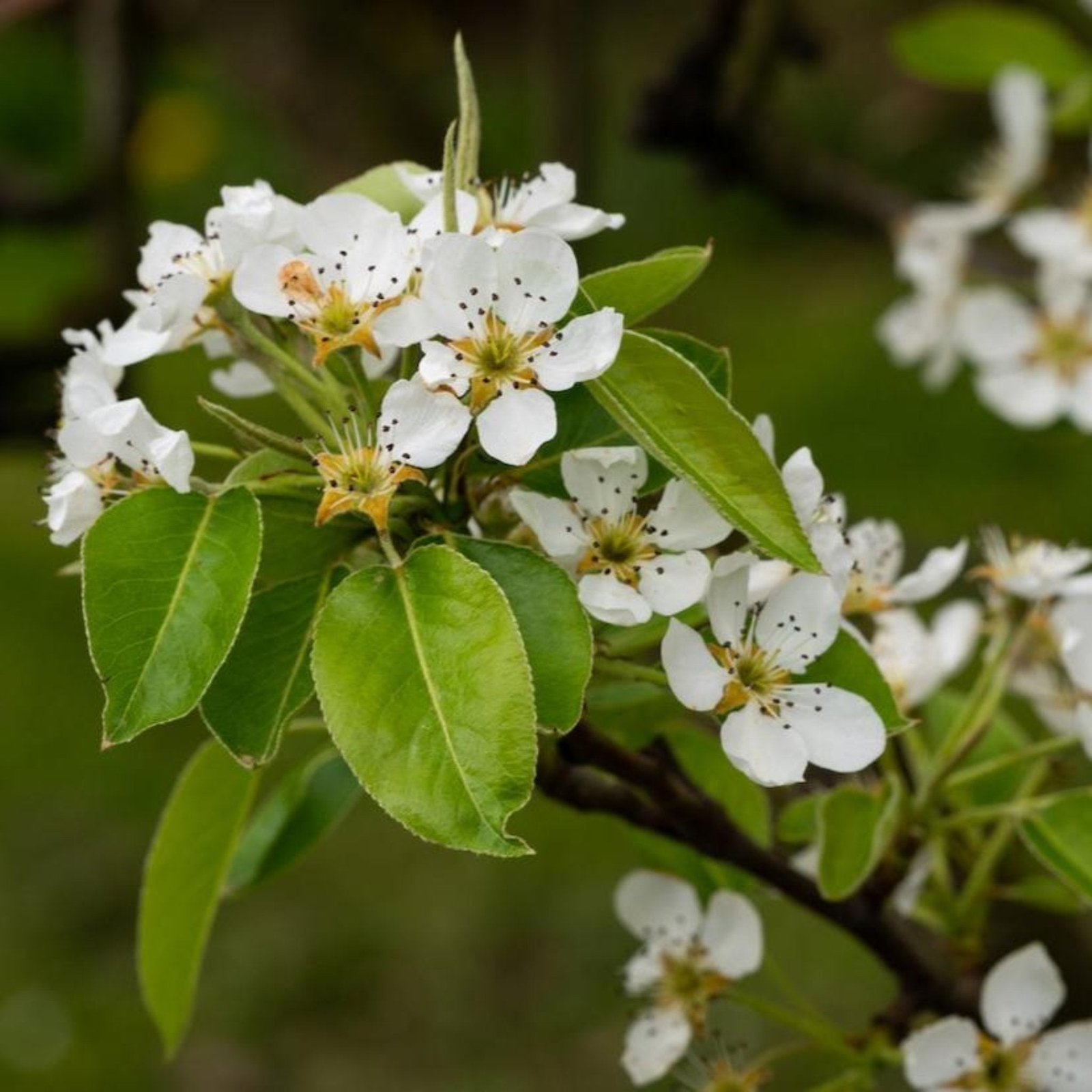 D'Anjou Pear Tree Hover