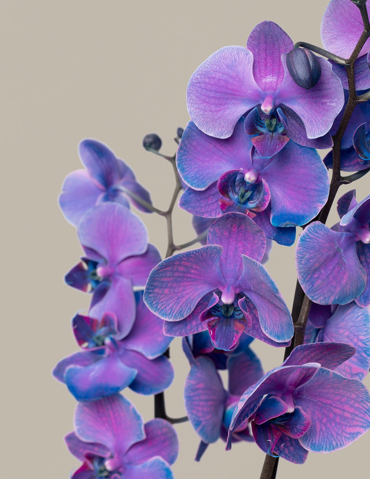 Dark Purple Watercolor Orchid Hover