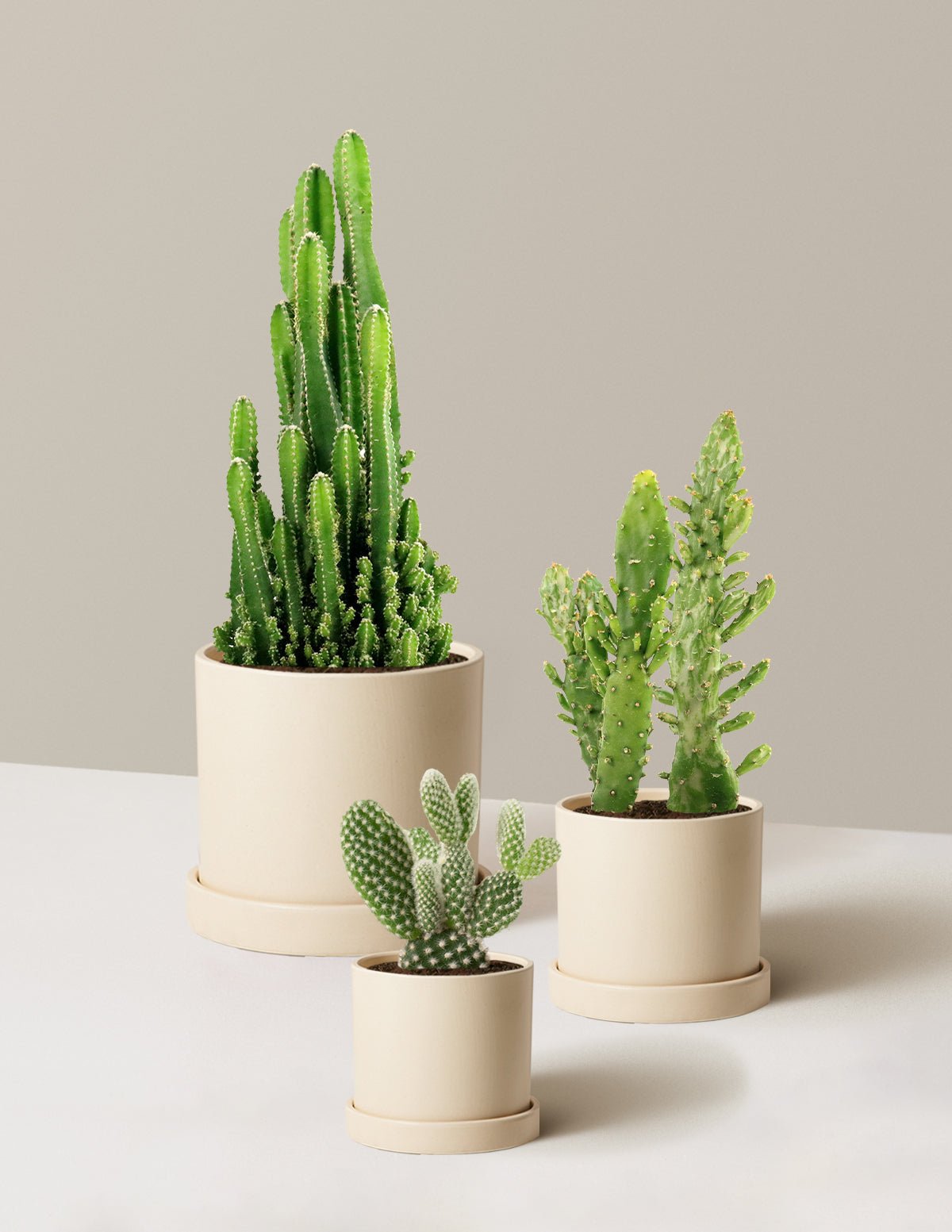 Desert Garden Cacti Trio Hover