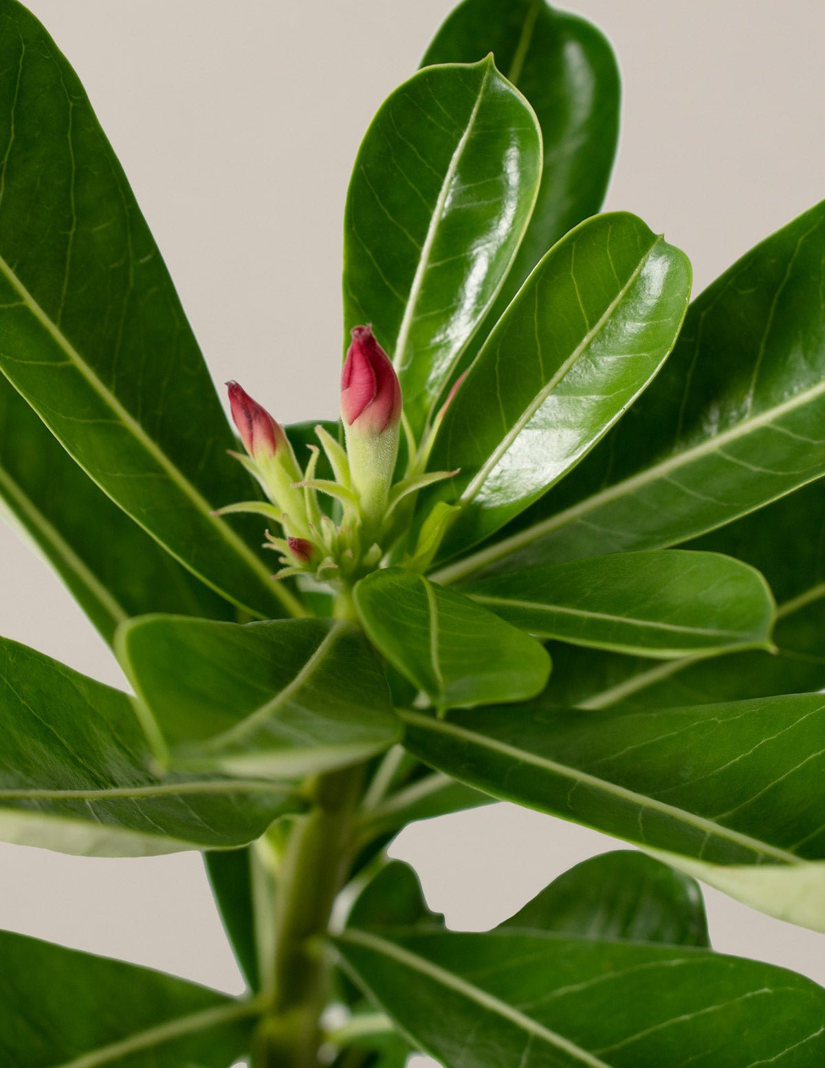 Desert Rose Hover