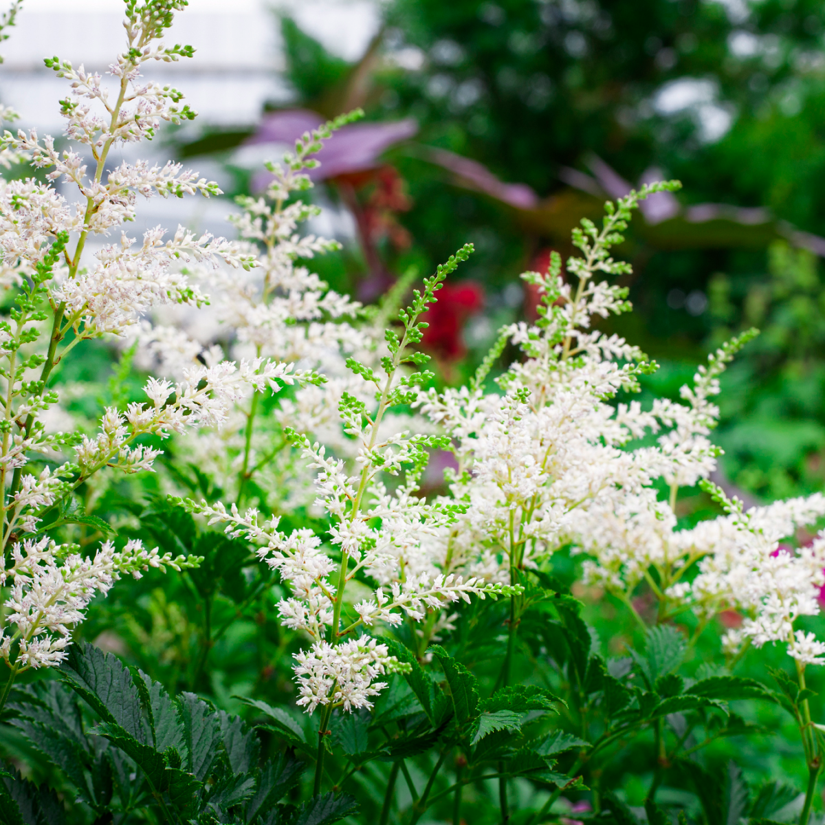 Deutschland Astilbe Hover