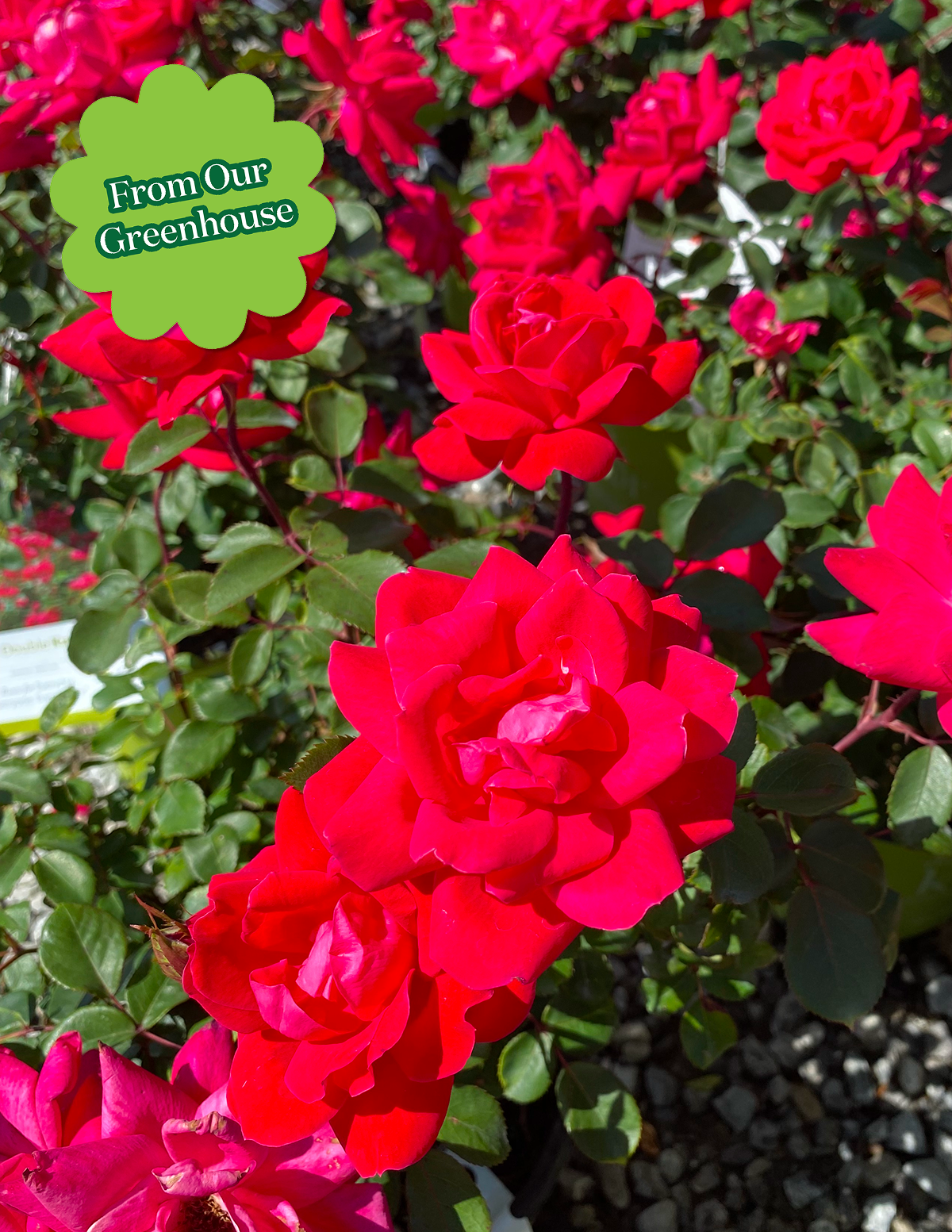 Double Knock Out® Rose Hover