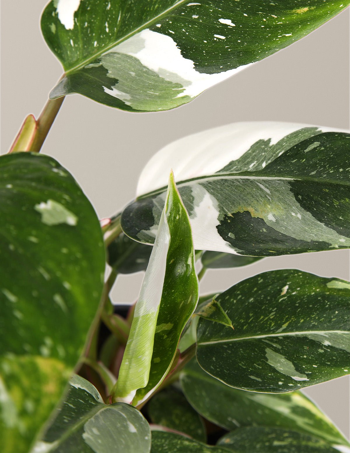 Double Philodendron White Princess Hover