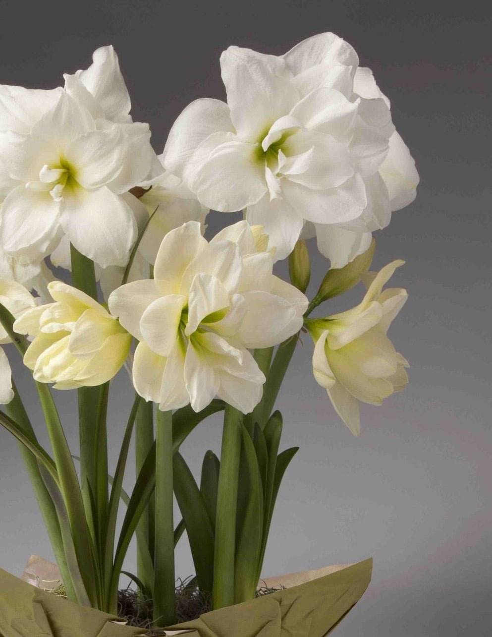 Festive Amaryllis Hover