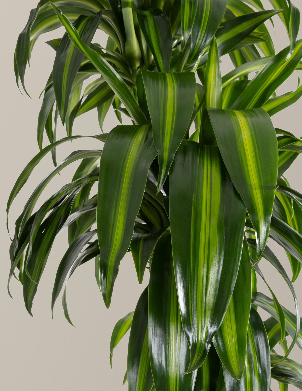 Dracaena Hawaiian Sunshine Hover