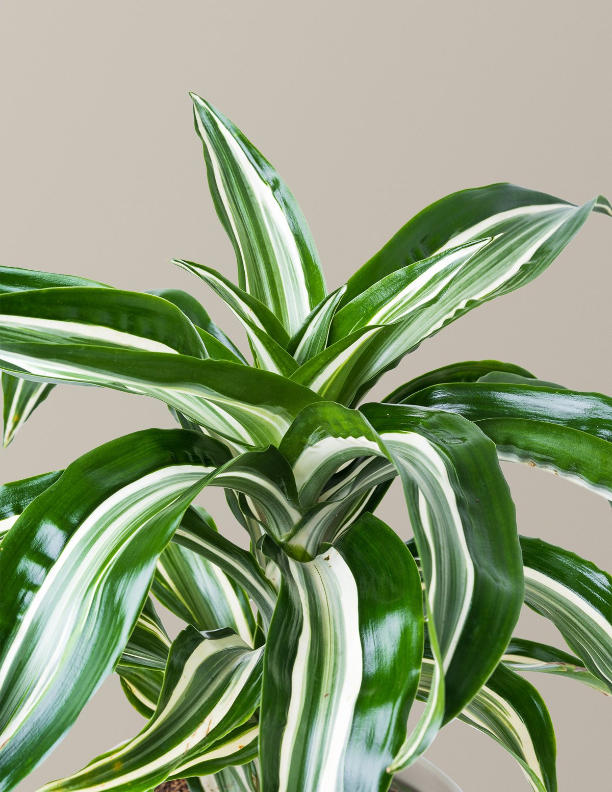 Dracaena Jewel Jade Hover