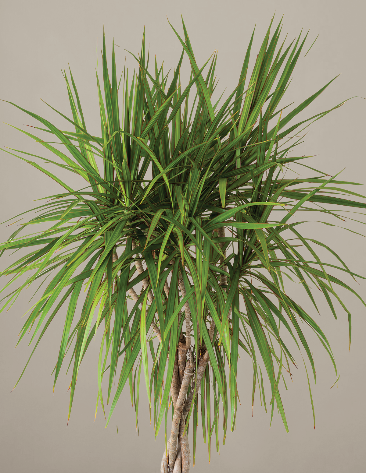 Gallery Image 12