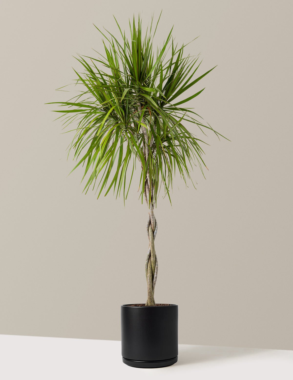 Gallery Image 13