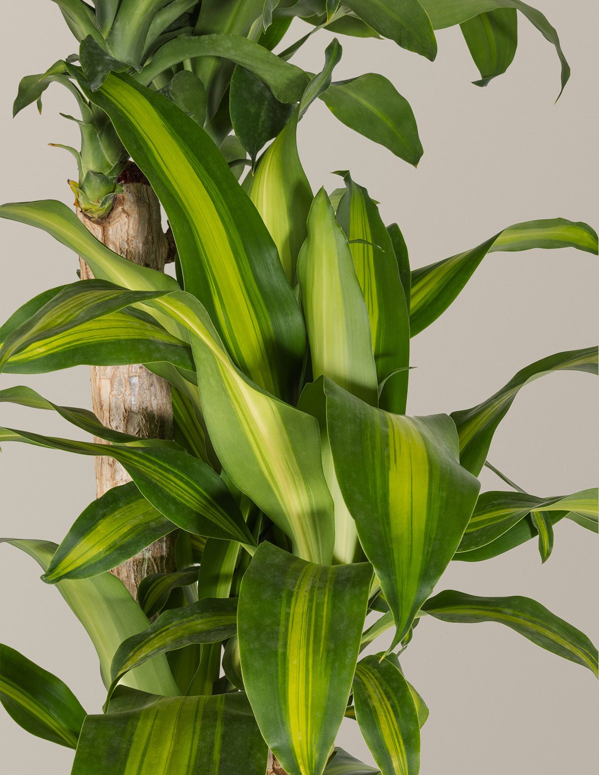 Dracaena Mass Cane