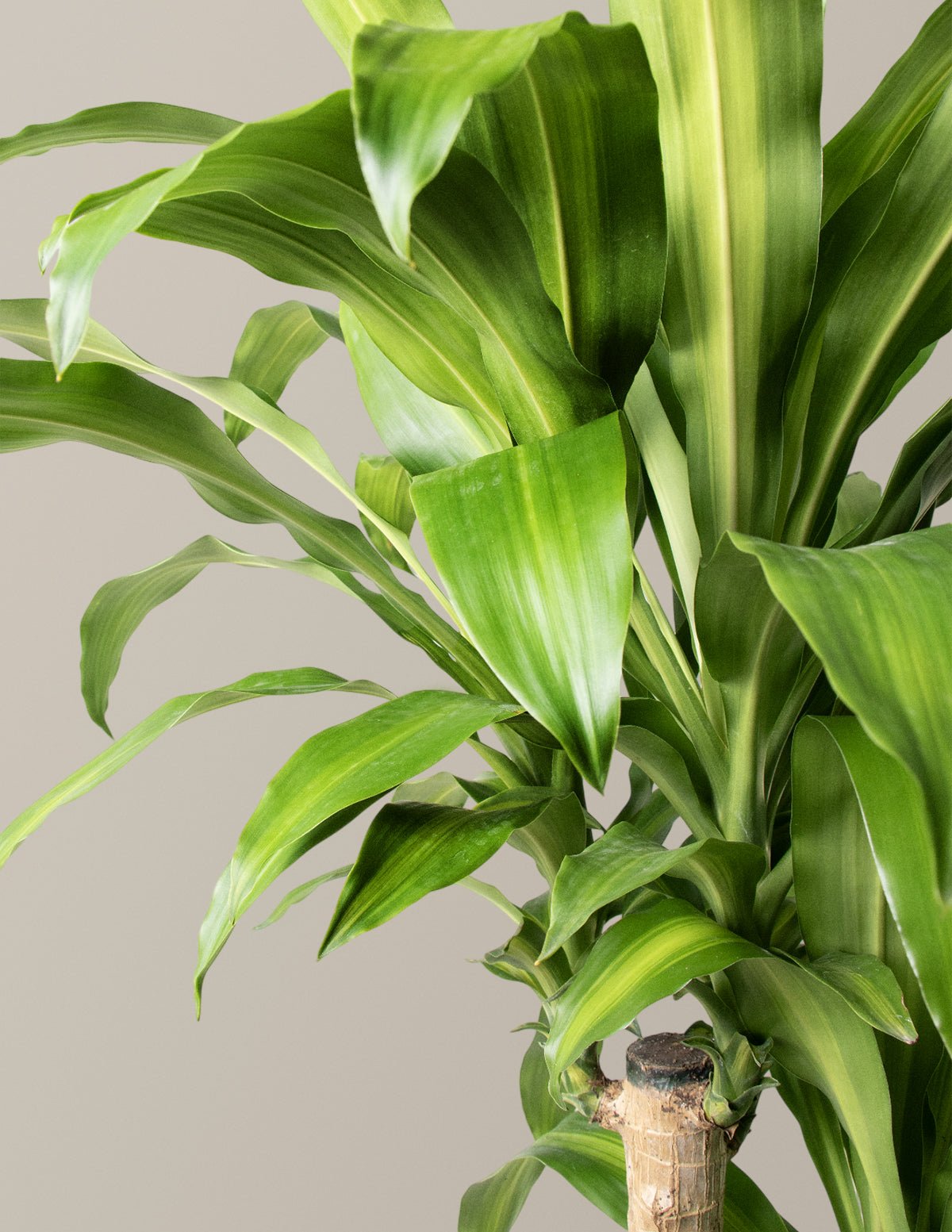 Dracaena Mass Cane Hover