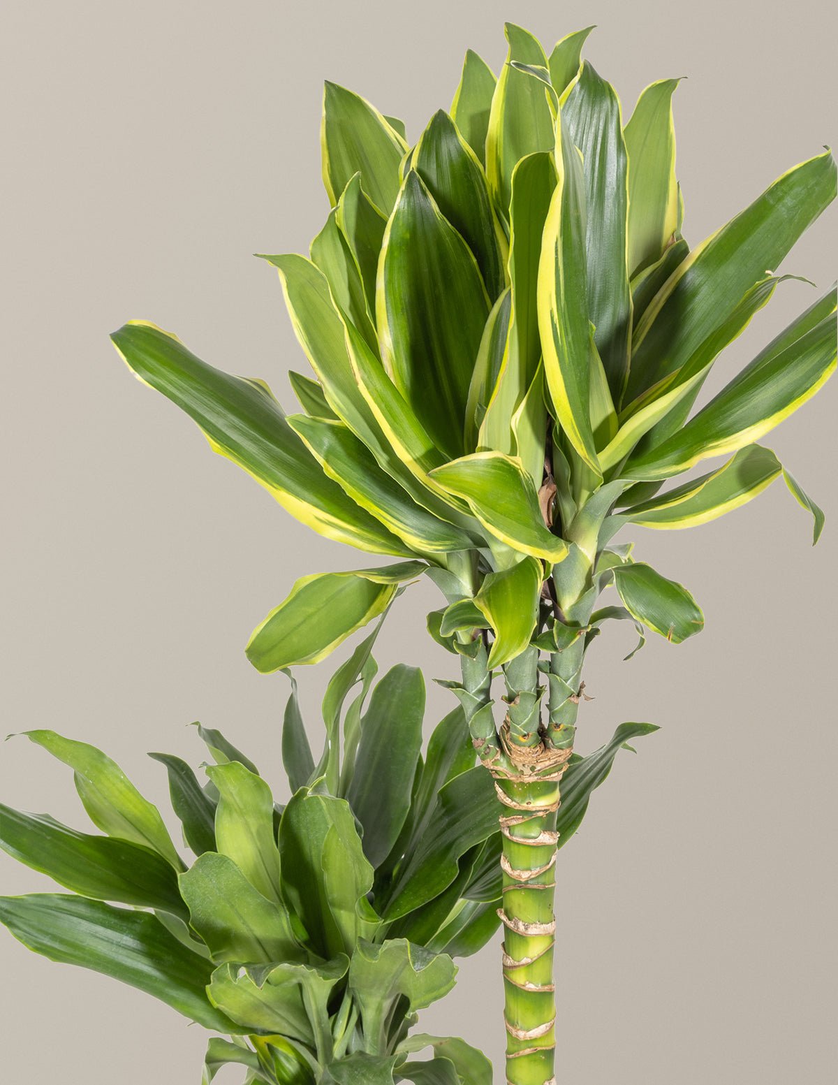 Dracaena Steudneri Gold Dream Hover