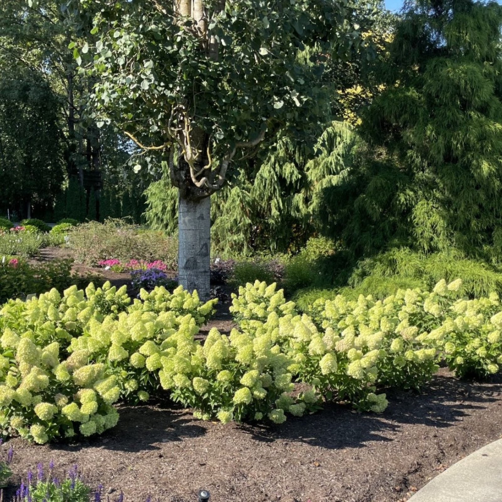 Dragon Baby™ Hydrangea Hover