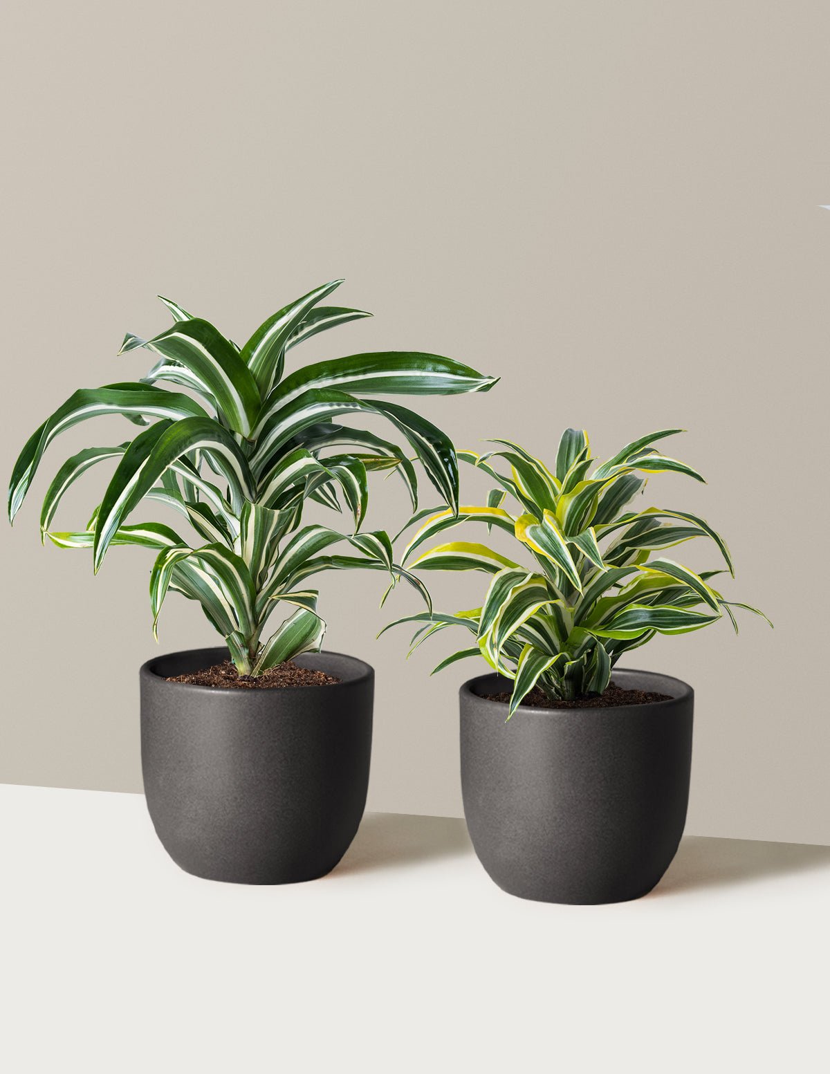 Decorative Dracaena Duo Hover