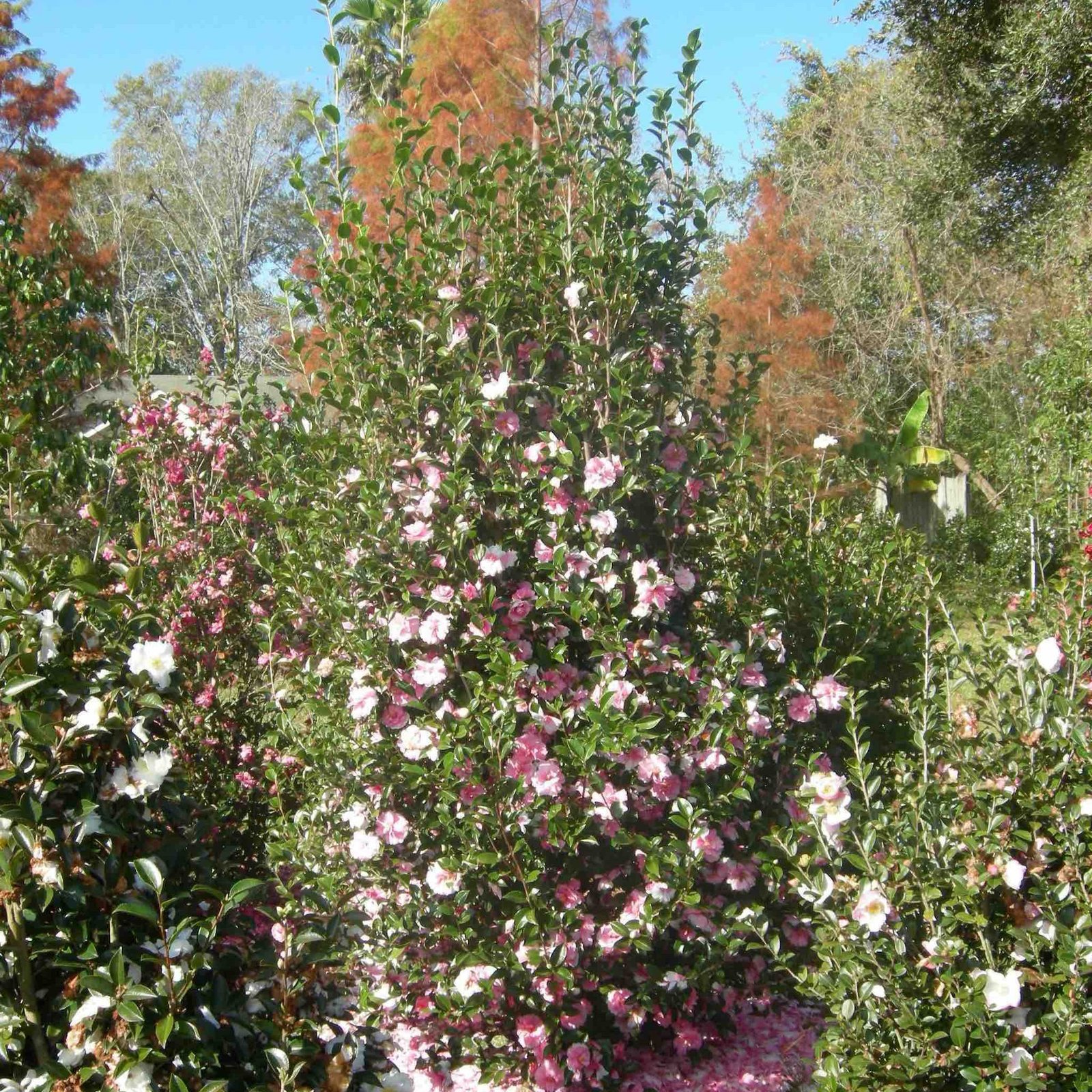 Dream Weaver Camellia Hover