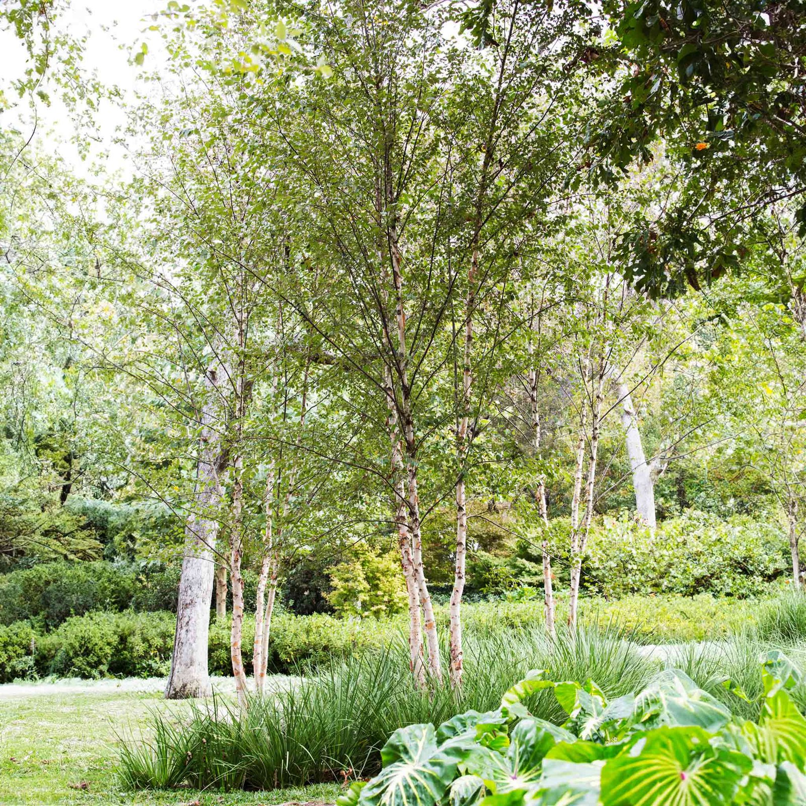 Dura Heat® Birch Tree Hover