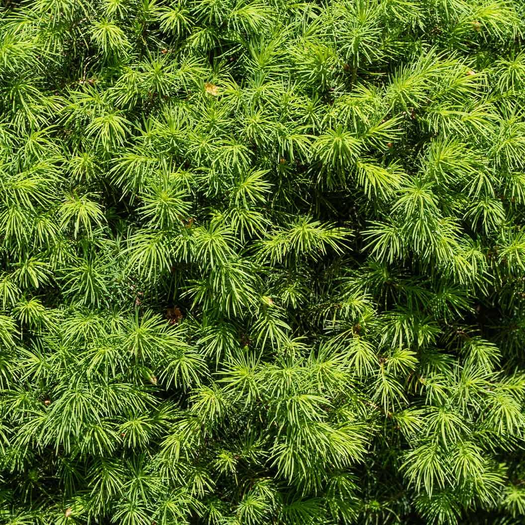 Dwarf Alberta Spruce Hover
