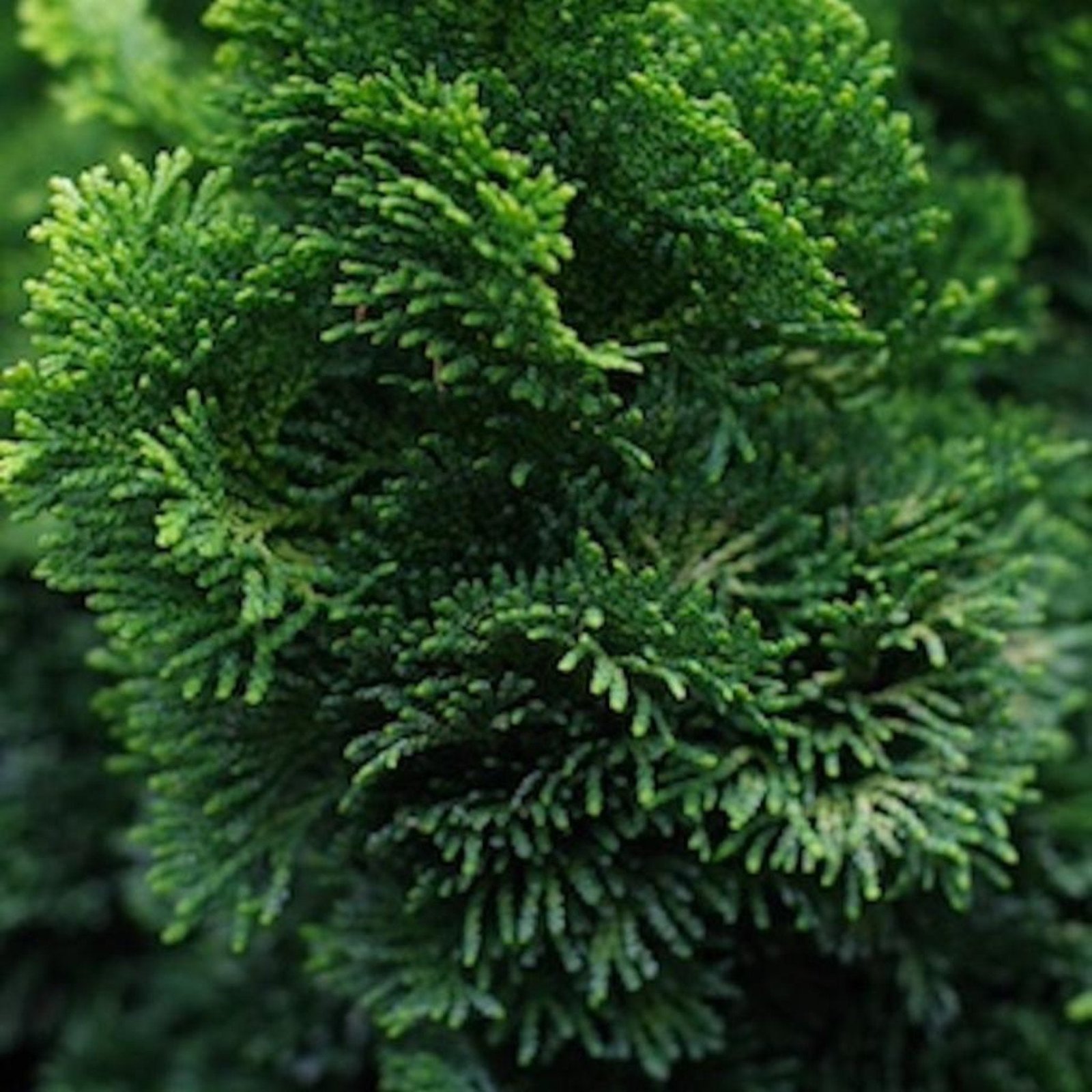 Dwarf Hinoki Cypress Hover