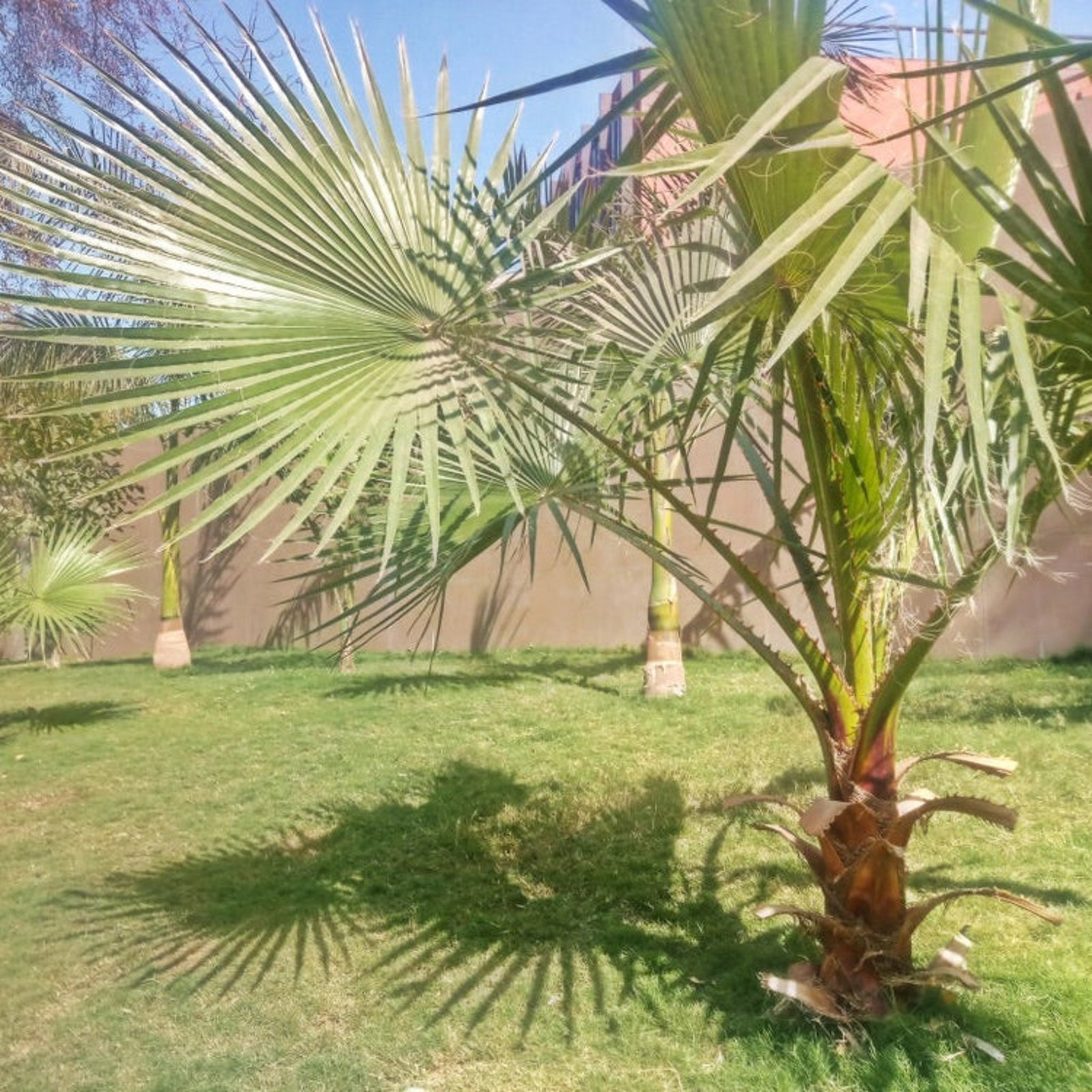 Dwarf Palmetto Tree Hover