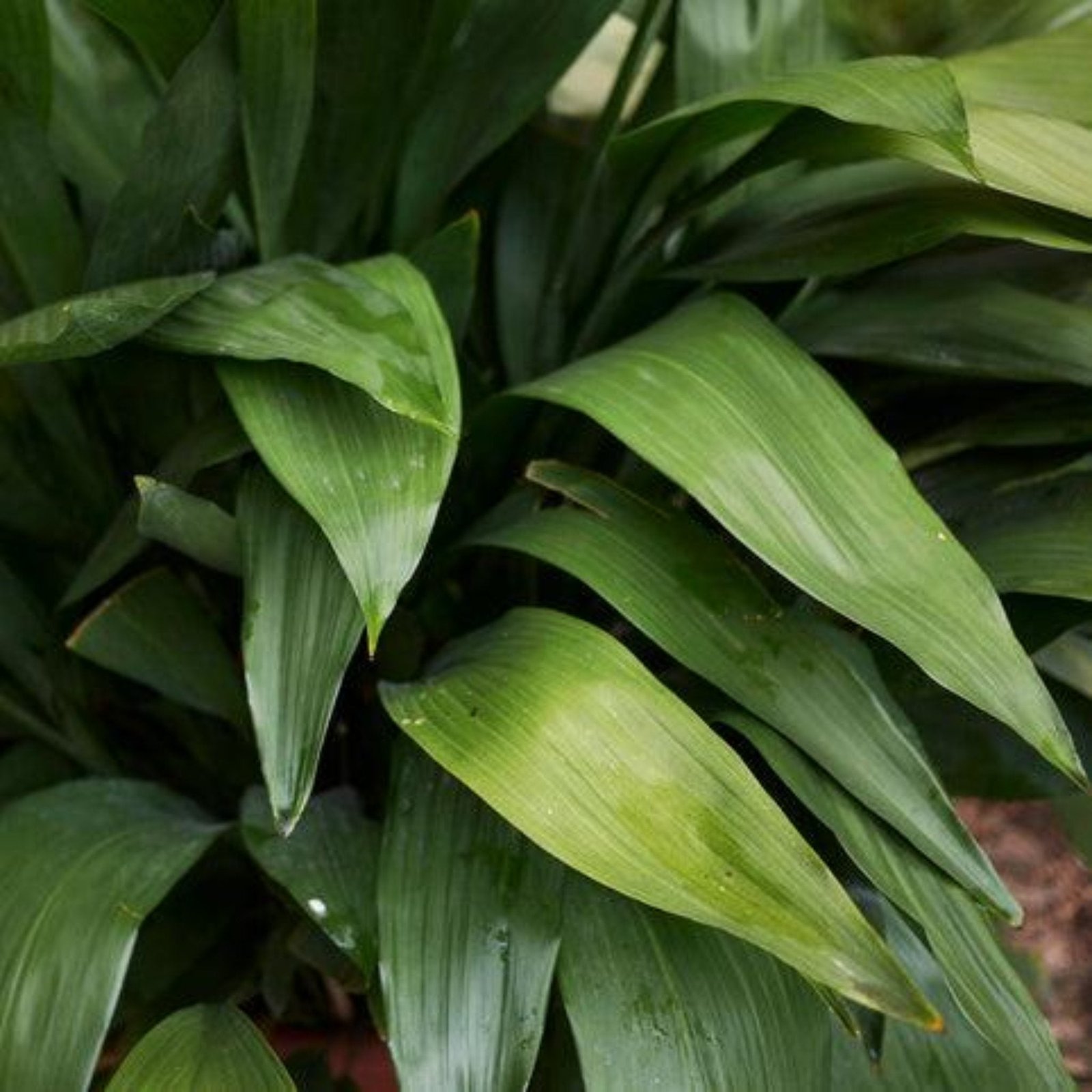 Dwarf Tiny Tank Cast Iron Plant Hover
