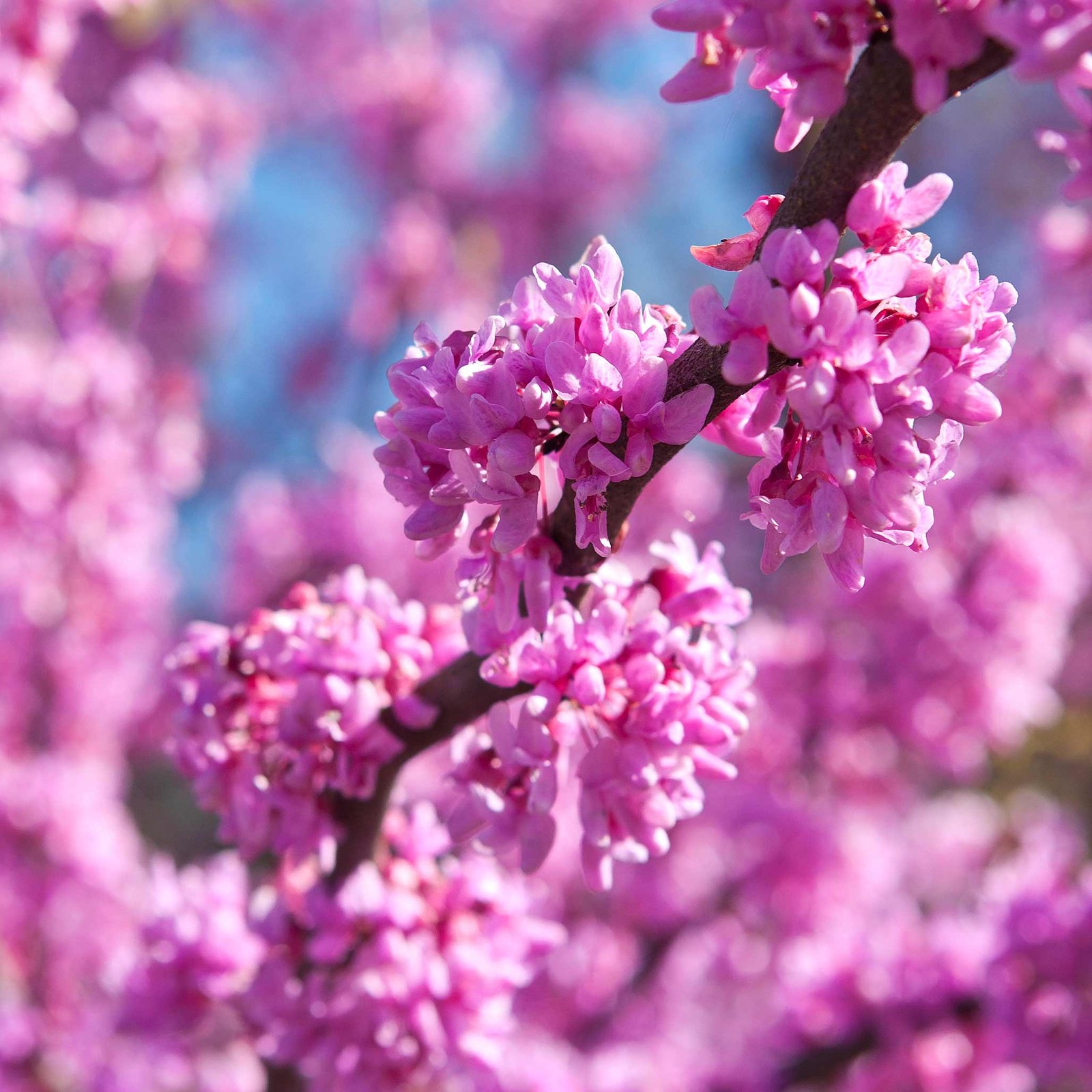 Eastern Redbud Hover