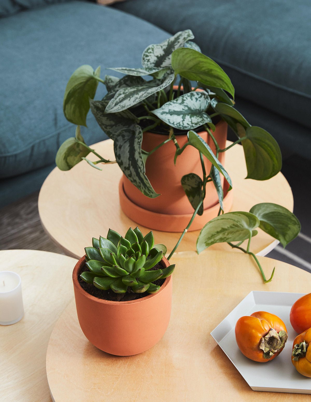 Succulent Squad Party Pack Hover