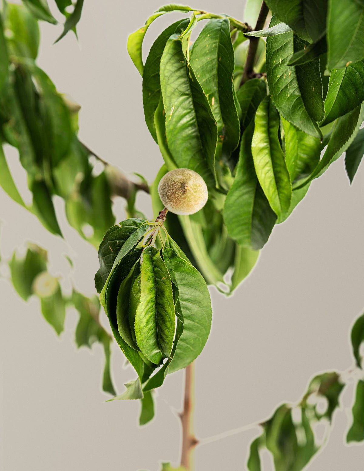 Elberta Peach Tree Hover