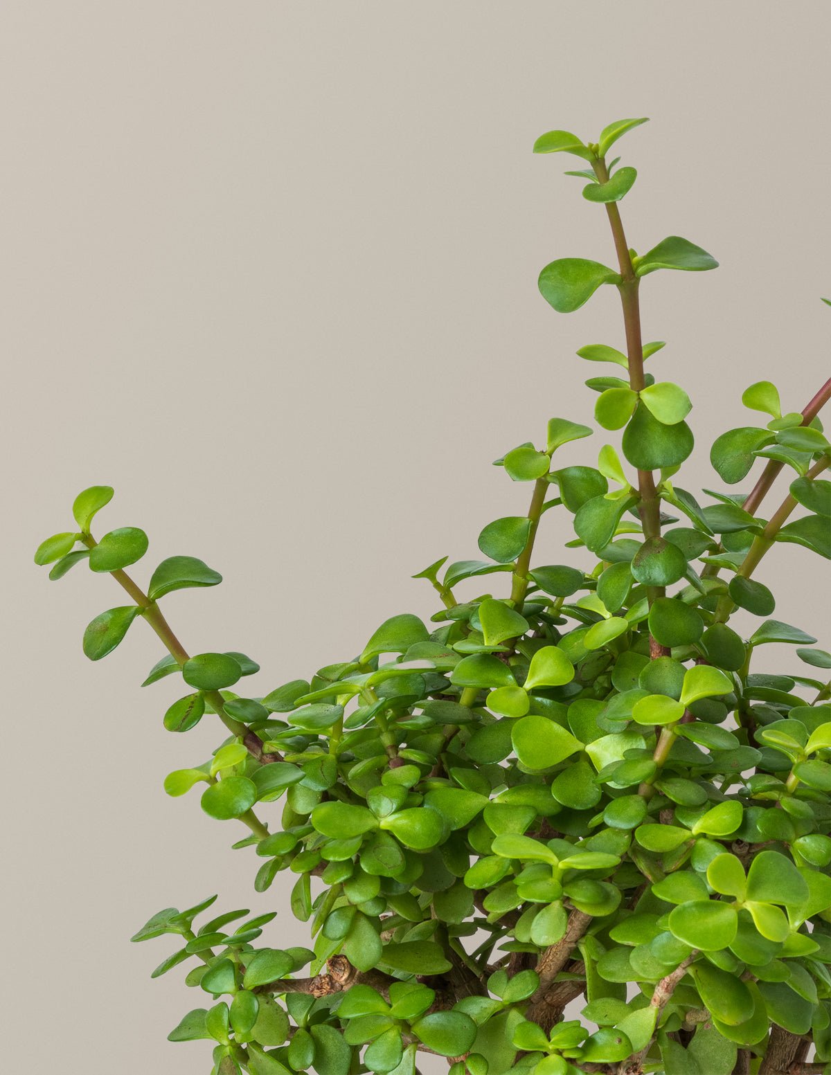Elephant Bush Prosperity Plant Hover