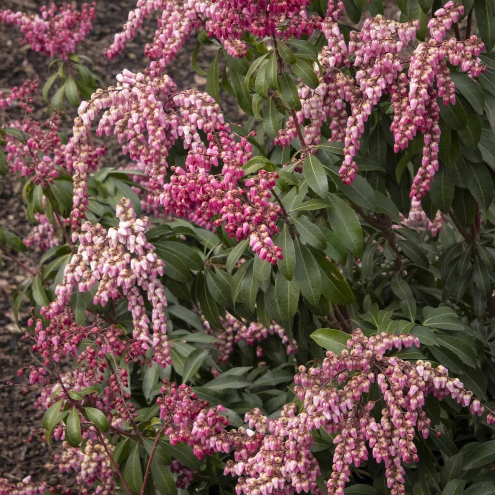 Enchanted Forest® Impish Elf™ Pieris Hover